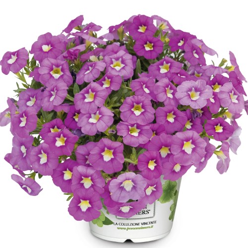 Calibrachoa UNIQUE 'Hot Pink 2024' - Puispetuunia UNIQUE 'Hot Pink 2024' P9/0,55L